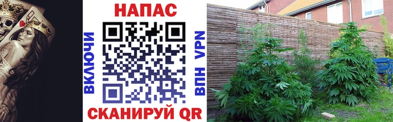 Купить где  Богородицк  МАРИХУАНА планчик 
